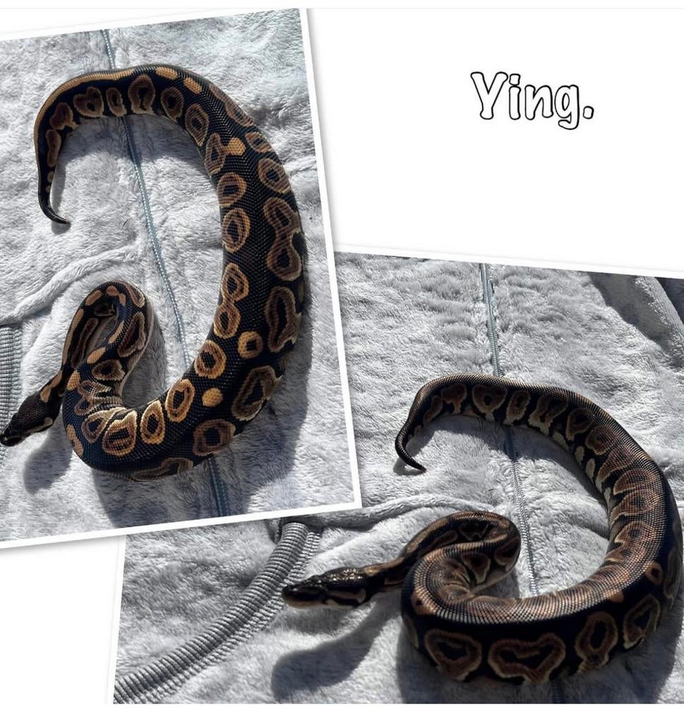 0,1 ballon python, Serpent, 0 à 2 ans