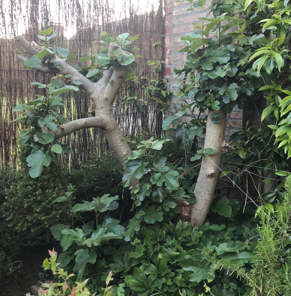 Vijgenboom 15 jaar, Tuin en Terras, Planten | Bomen, Ophalen