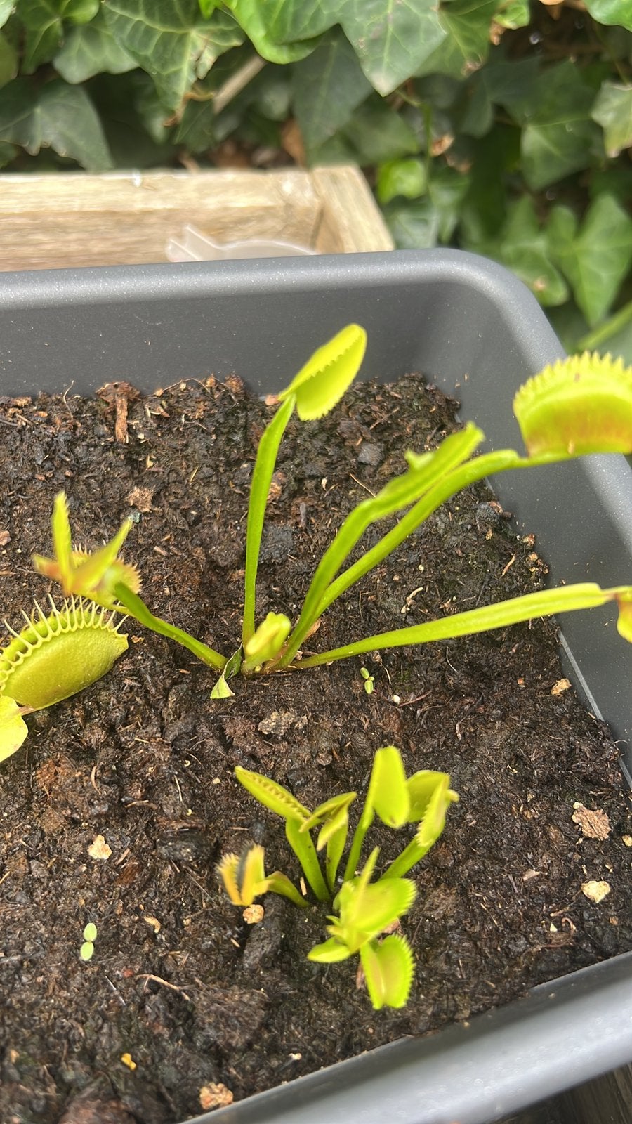 Vlees etende plant, Jardin & Terrasse, Enlèvement ou Envoi