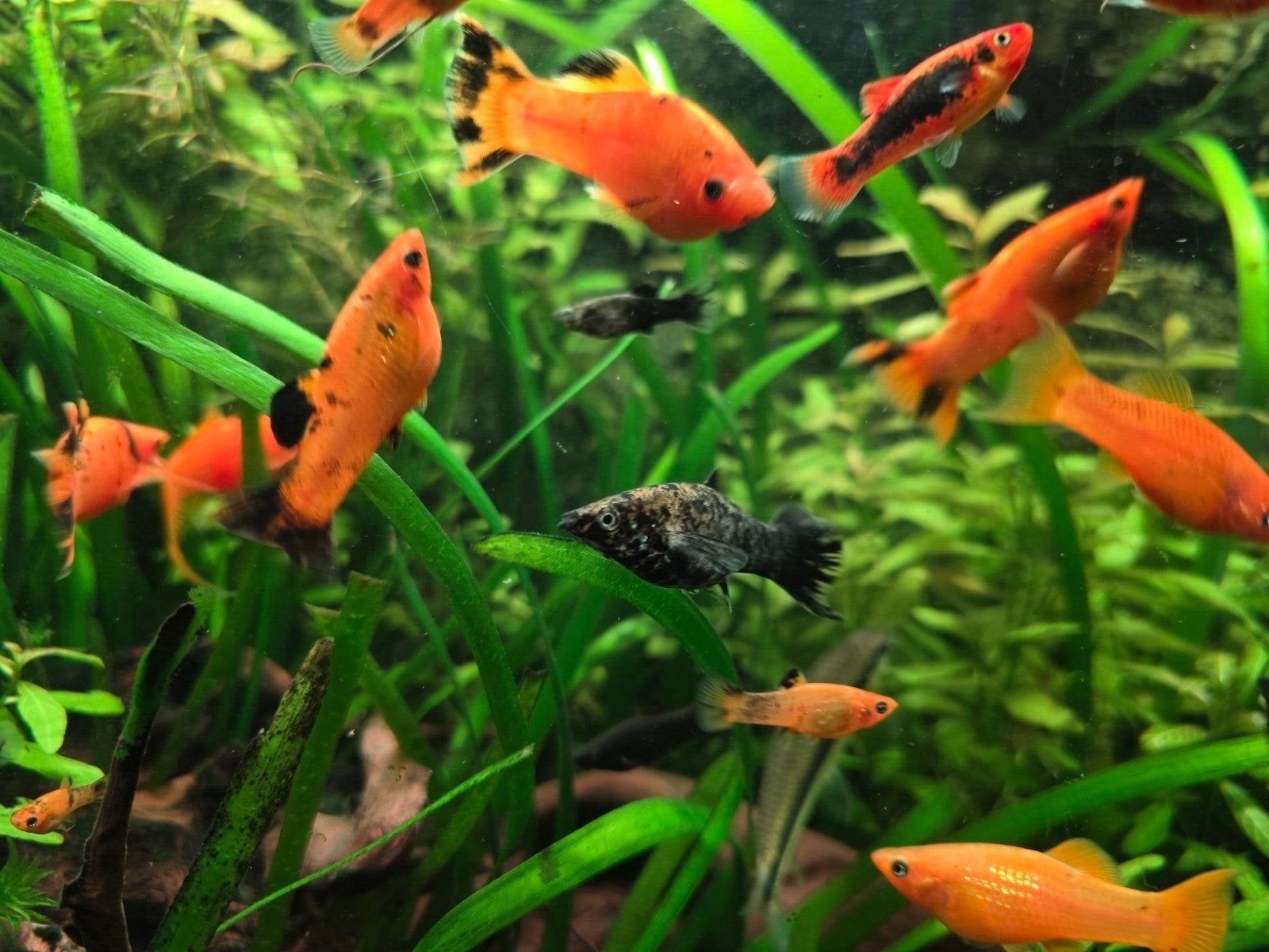 oranje-zwarte molly's en black molly's, Dieren en Toebehoren, Ophalen
