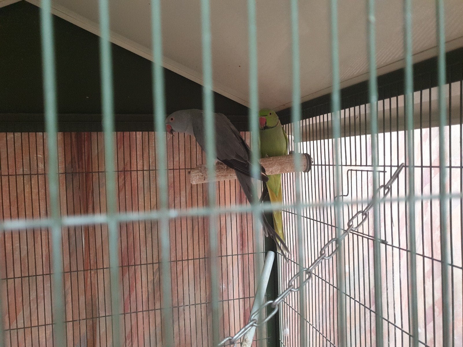 Jong koppel halsbandparkieten te koop, Meerdere dieren, Dwergpapegaai of Agapornis, Geringd