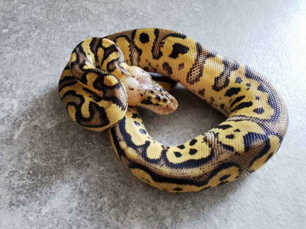 Koningspython; python regius; 1.0; Clown Pastel Ball Python photo 2