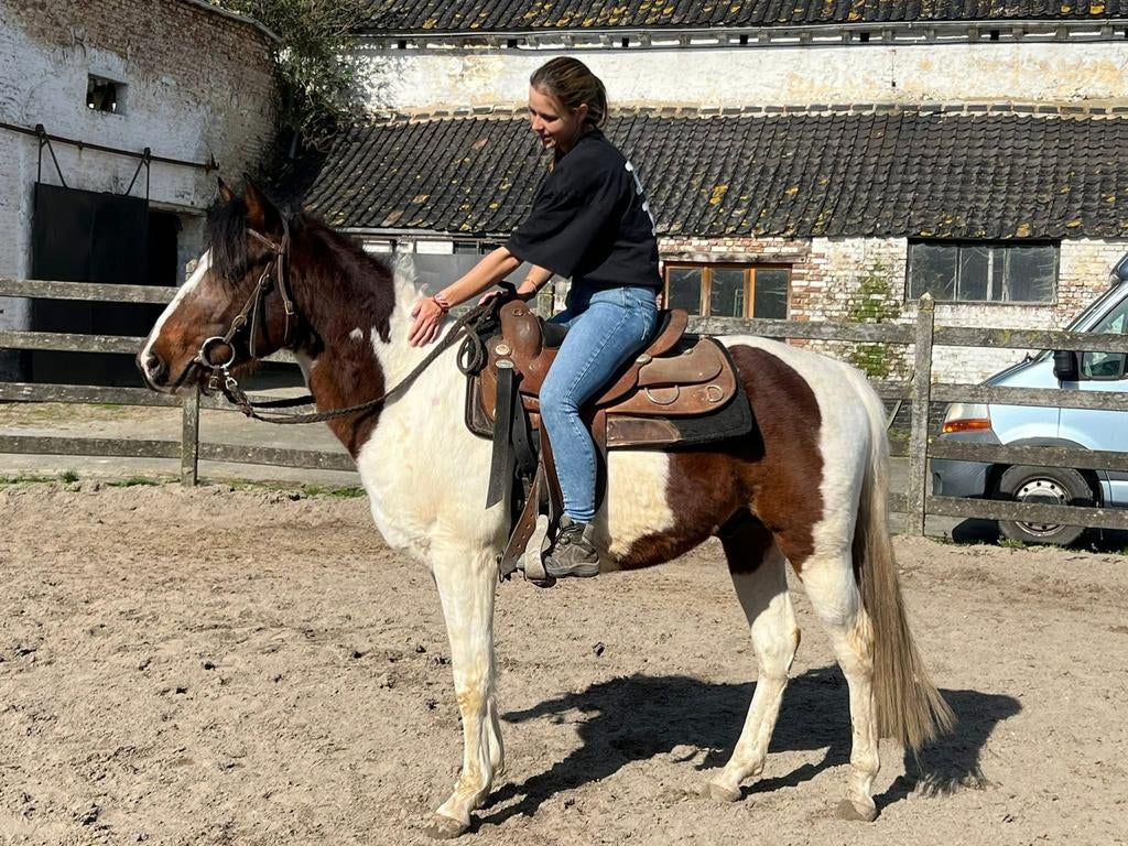 APHA tobiano hengst, Animaux & Accessoires, Poneys, Poney western, Débourré, Poney D (1.37 m à 1.48m), Étalon