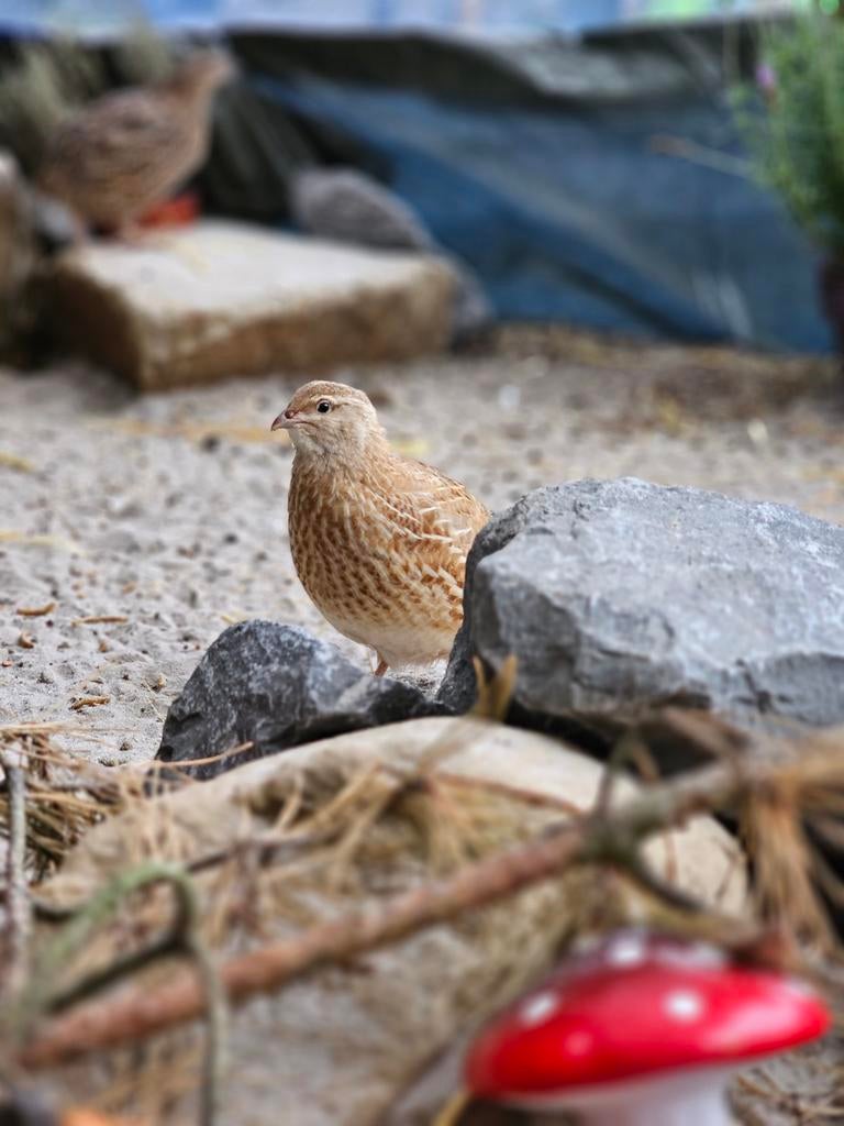 Celadon kwartel hennen, Dieren en Toebehoren