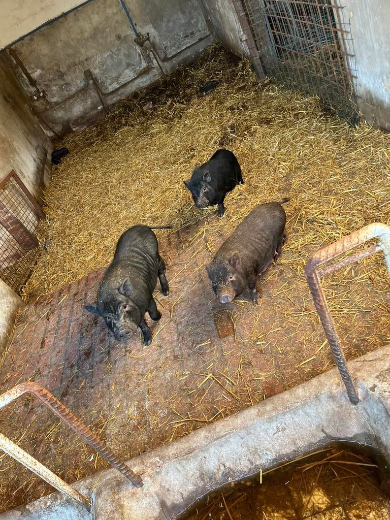 Minivarkens göttering varkens, Dieren en Toebehoren