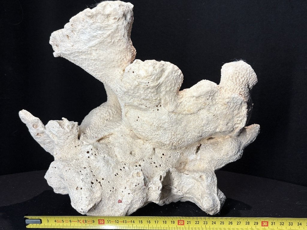 Corail blanc naturel, Collections, Enlèvement ou Envoi, Minéral