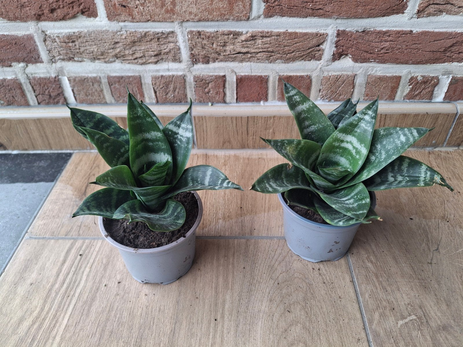 Sanseveria, Huis en Inrichting, Ophalen