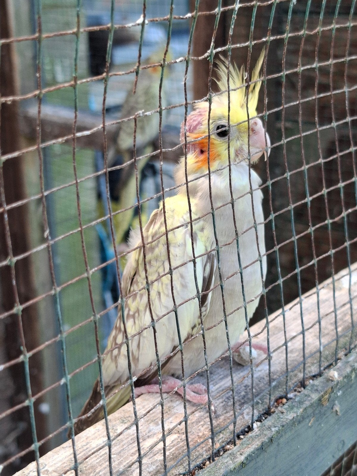 Valkparkietjong 2026, Dieren en Toebehoren, Vogels | Parkieten en Papegaaien