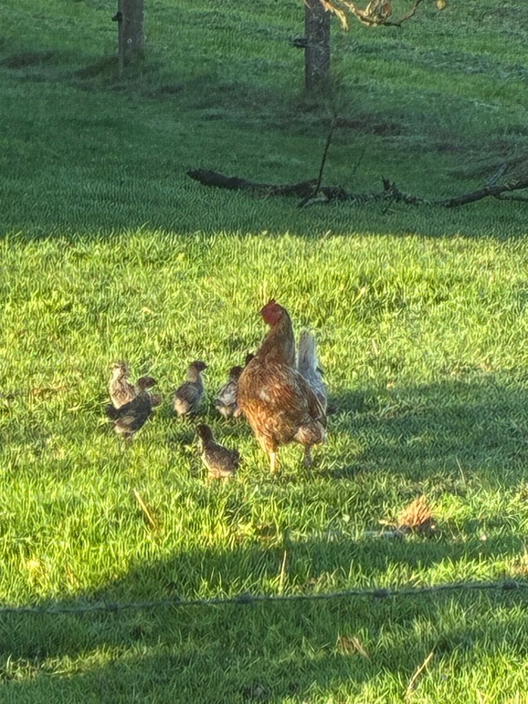Kip met kuikens, Dieren en Toebehoren, Kip
