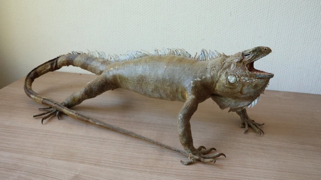 Taxidermie grote opgezette leguaan, Verzamelen, Ophalen of Verzenden, Gebruikt, Wild dier, Opgezet dier