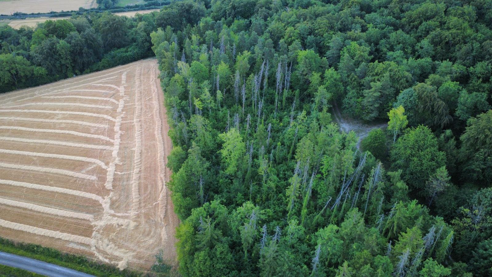 1hectare de pins et feuillus Boncourt sur Meuse 55 france, Immo, Ventes sans courtier, 1500 m² ou plus
