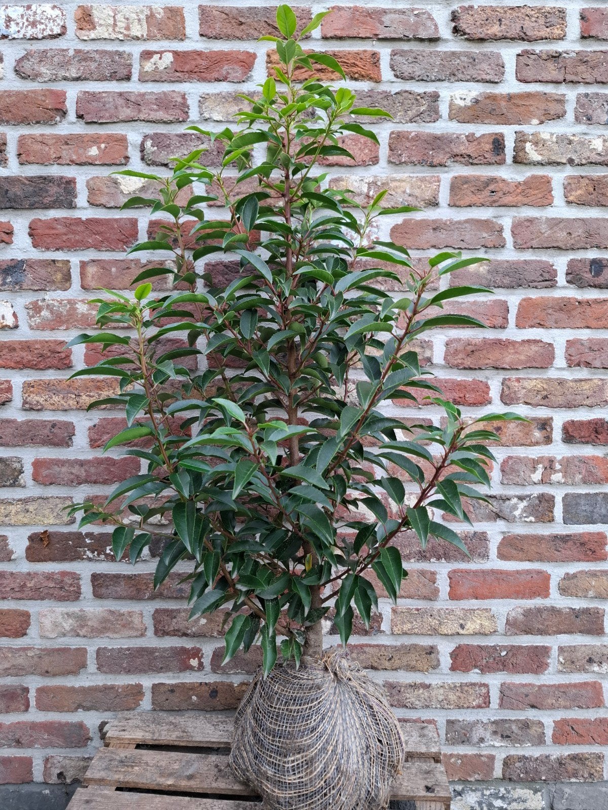portugese laurier - 80-100 cm, Tuin en Terras, Ophalen, Laurier, Haag