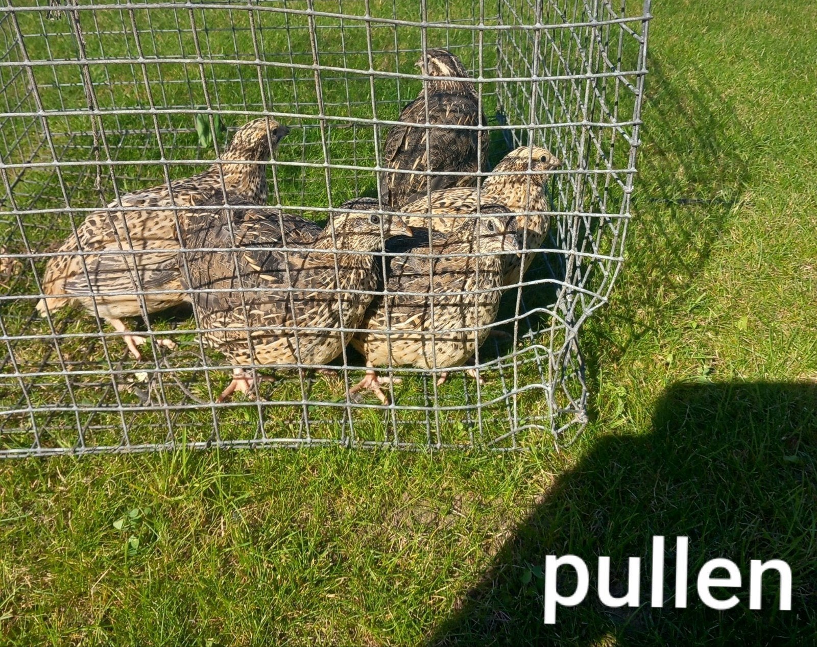 Japanse Jumbo kwartels pullen en hanen, Animaux & Accessoires, Plusieurs animaux, Autres espèces