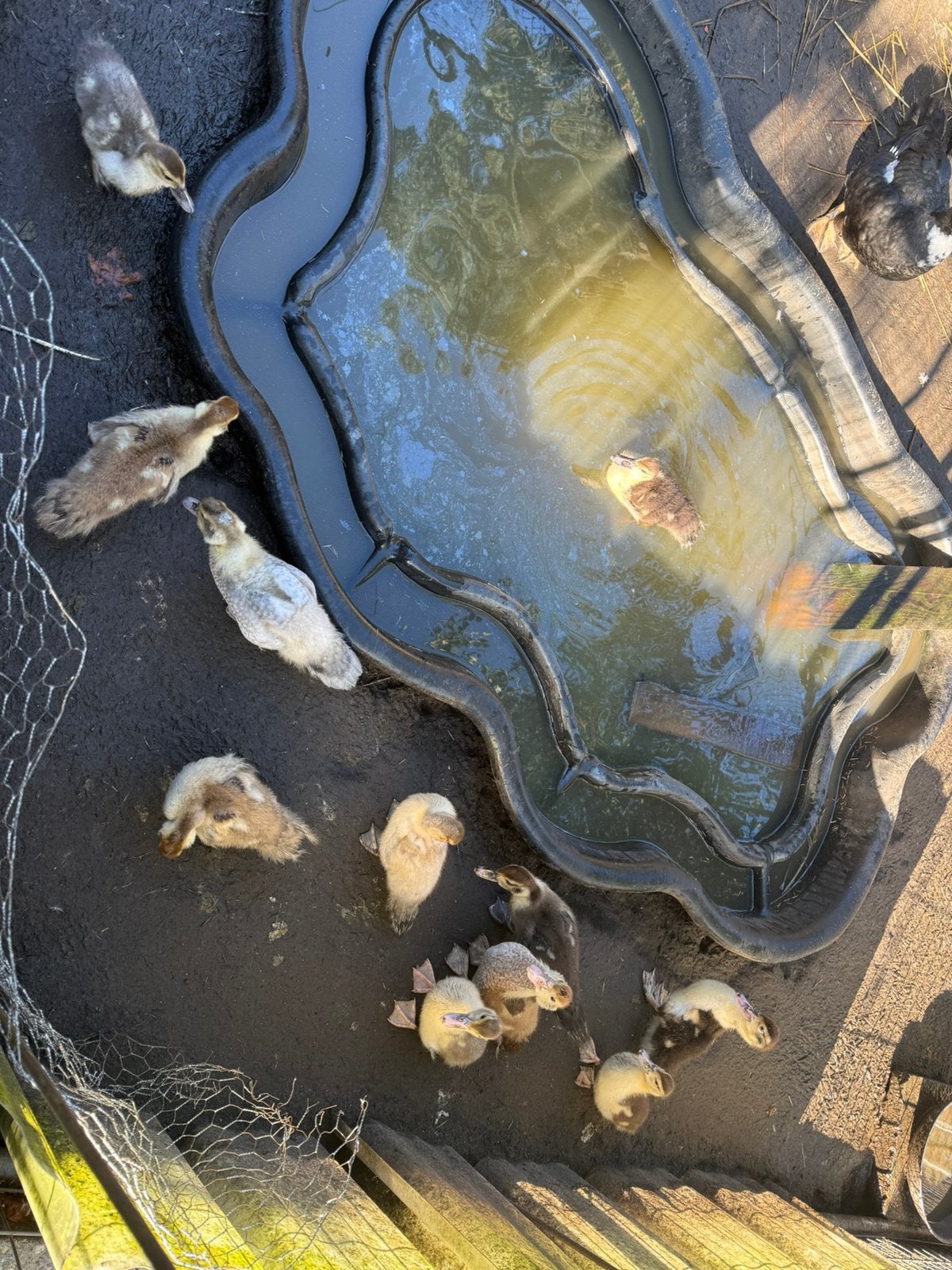 Barberie eenden 3 maand oud, Dieren en Toebehoren, Meerdere dieren, Eend