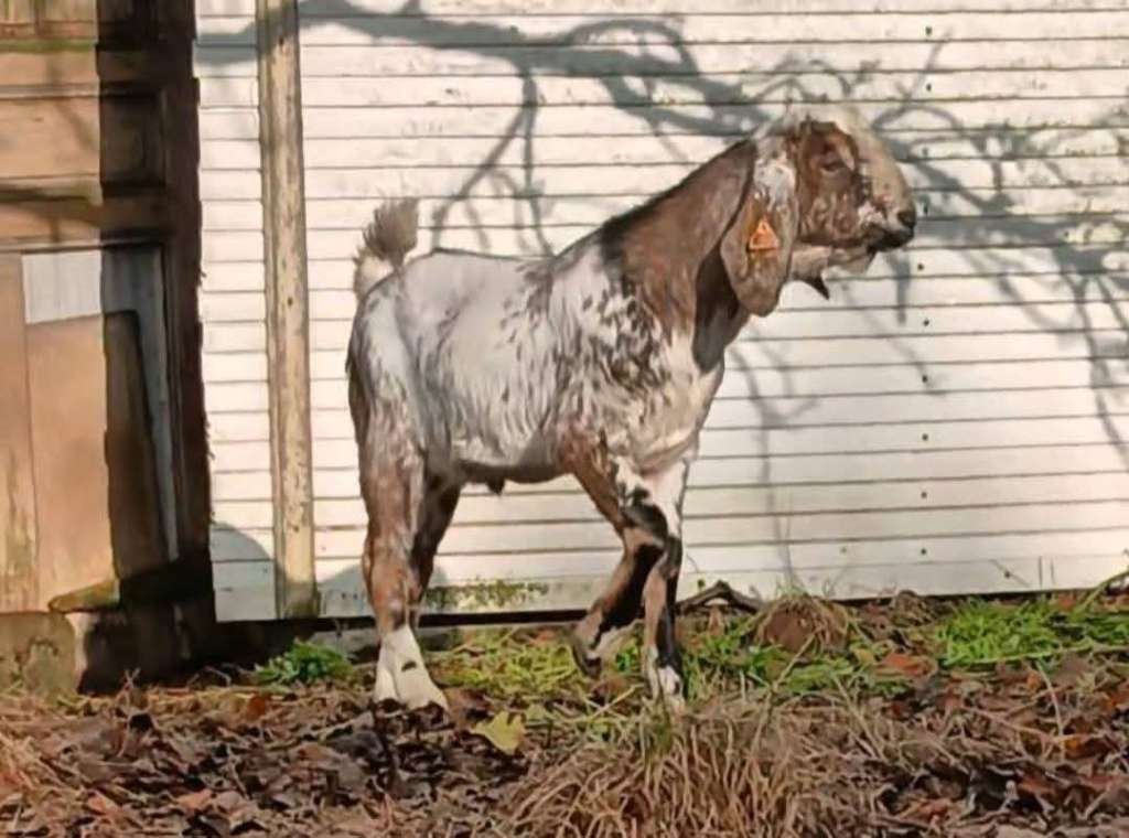 Bouc Anglo-Nubien avec pedigree, Animaux & Accessoires, Mâle, Chèvre, 0 à 2 ans
