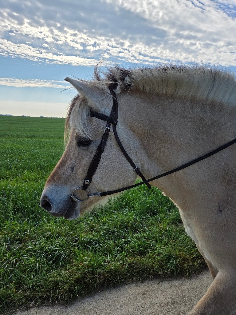 Gezocht braaf paard of stevige pony
