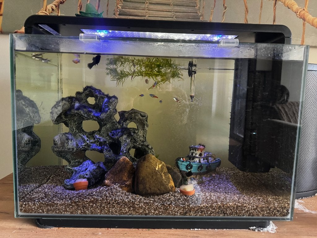 Vissen + aquarium, Dieren en Toebehoren, Ophalen, Inclusief toebehoren, Gebruikt