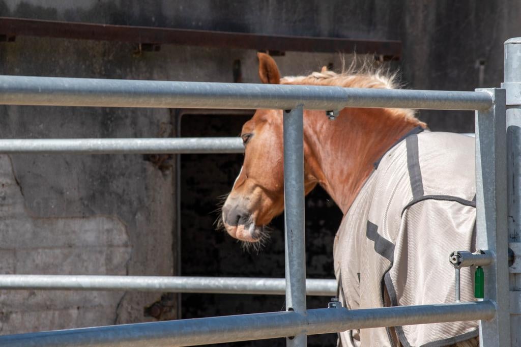 Lege stallen - binnenpiste, Mise à l'étable, 4 chevaux ou poneys ou plus
