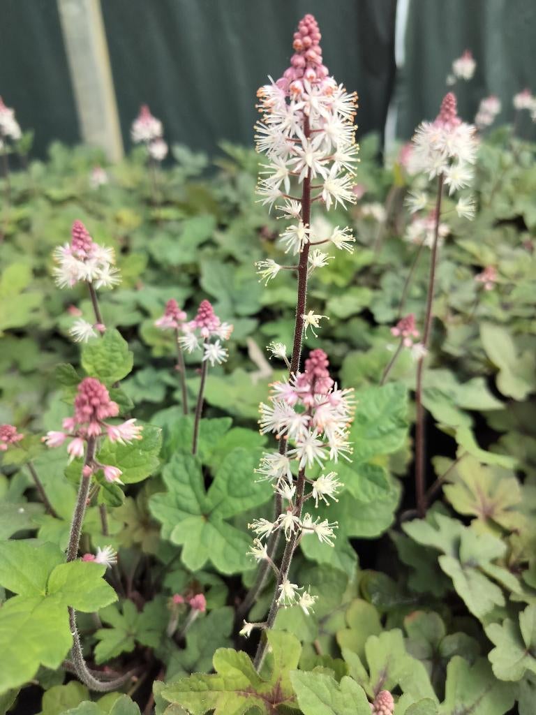 Tiarella Cordifolia Spring Symphony, Tuin en Terras, Planten | Tuinplanten, Vaste plant, Bodembedekkers, Halfschaduw, Lente, Ophalen