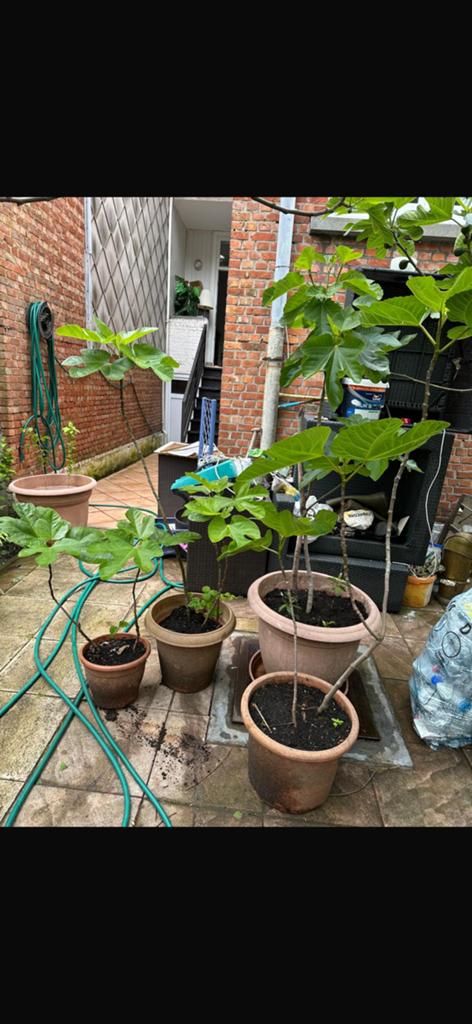 Vijgenbomen te koop. Afkomst Noord afrika, Tuin en Terras, Ophalen, Minder dan 100 cm, Vijgenboom