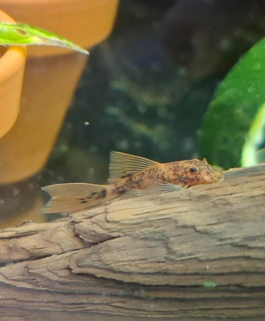 LDA016 Longfin - Borstelneus Pleco, Dieren en Toebehoren, Vis