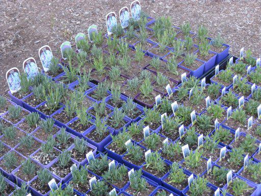 Lavendel stekjes (Lavandula angustifolia), Ophalen, Zomer