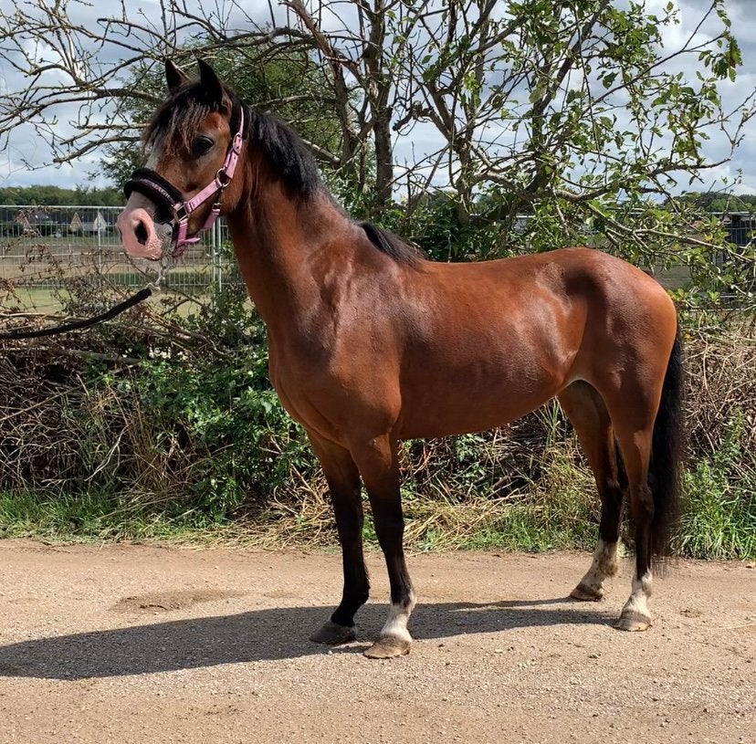 Super knappe brave grote Cpony! Betuigd, Dieren en Toebehoren, Merrie, Met stamboom, B, 3 tot 6 jaar