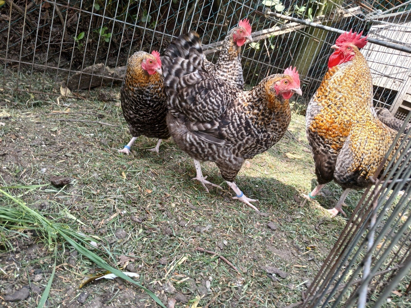 6 broedeieren aarschotshoen kriel goudhalzig, Dieren en Toebehoren, Pluimvee
