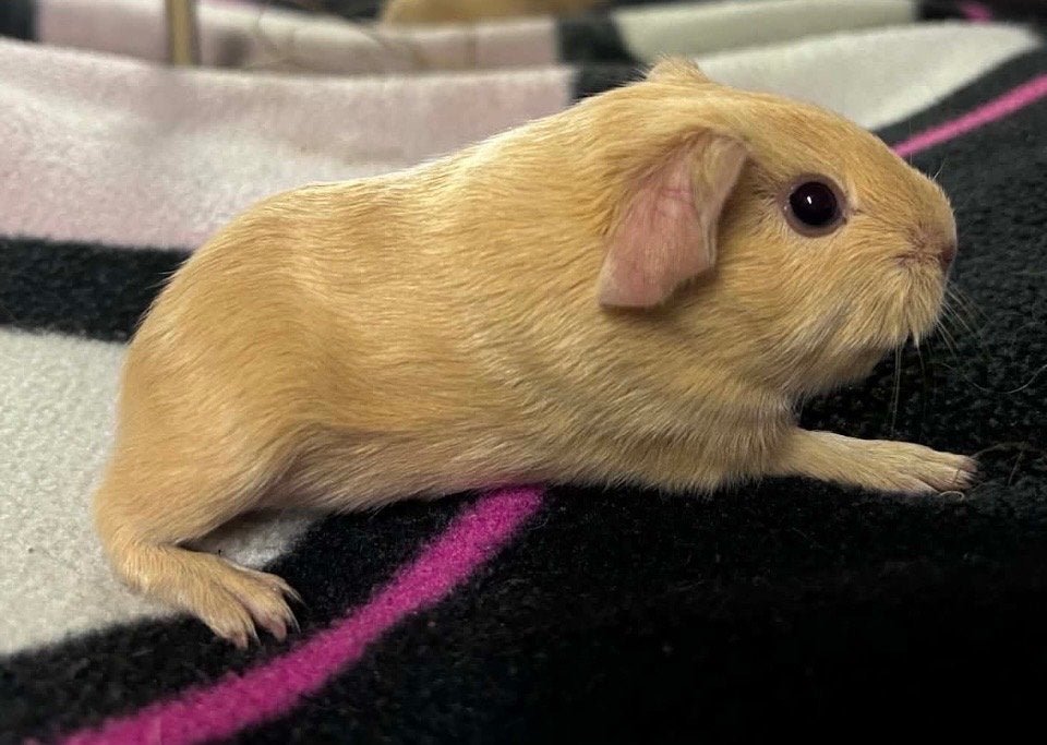 2 lieve tamme californian cavia beertjes, Cavia, Augustus, Mannelijk, Tam