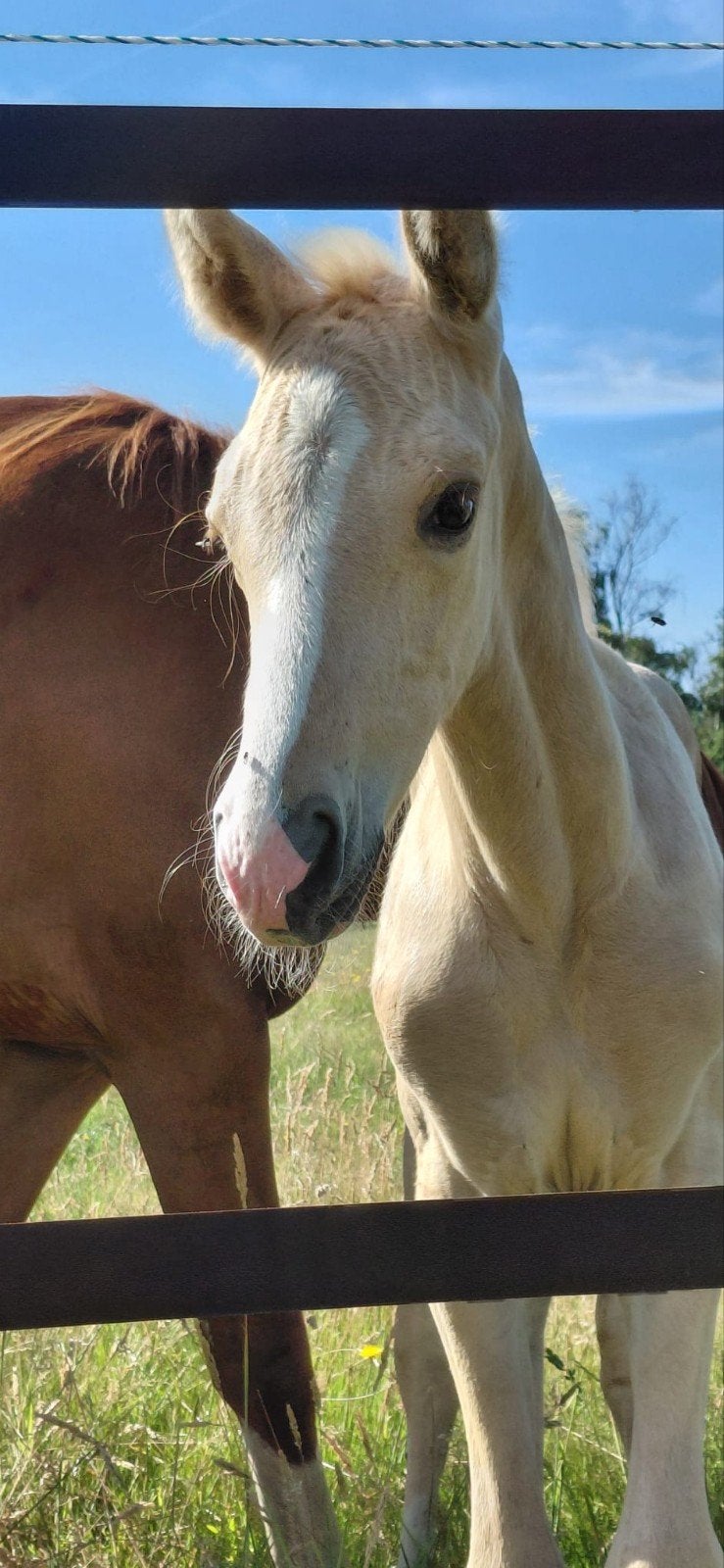 Palomino springefokt merrie veulen. Zangersheide, Dieren en Toebehoren, Merrie, Springpaard, Met stamboom, 0 tot 2 jaar
