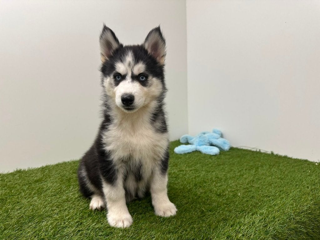 Chiots Husky de Sibérie, Hépatite contagieuse (maladie de Rubarth), Plusieurs, Chien de traîneau, Belgique