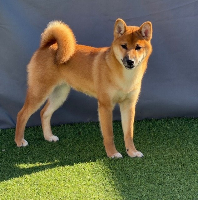 Shiba Inu teefje met Stamboom ., België, Fokker | Hobbymatig, 15 weken tot 1 jaar, Overige rassen