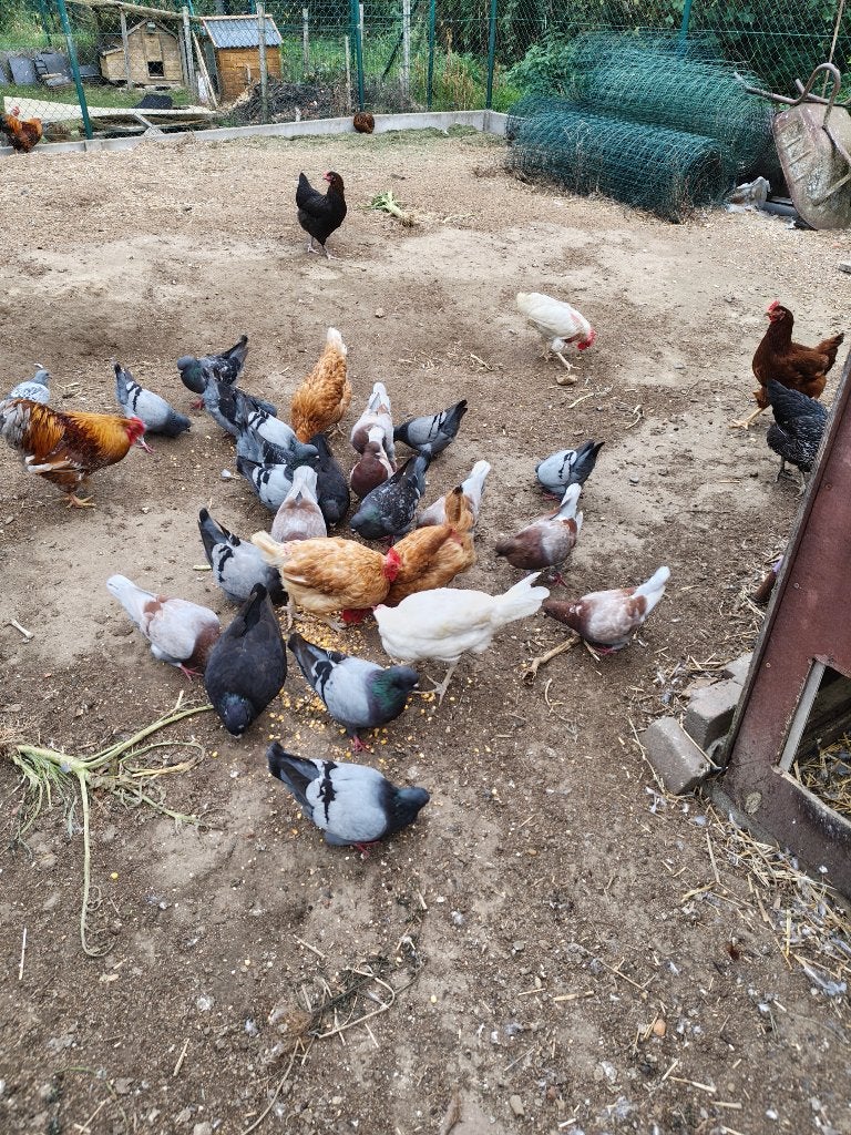 Pigeons royaux