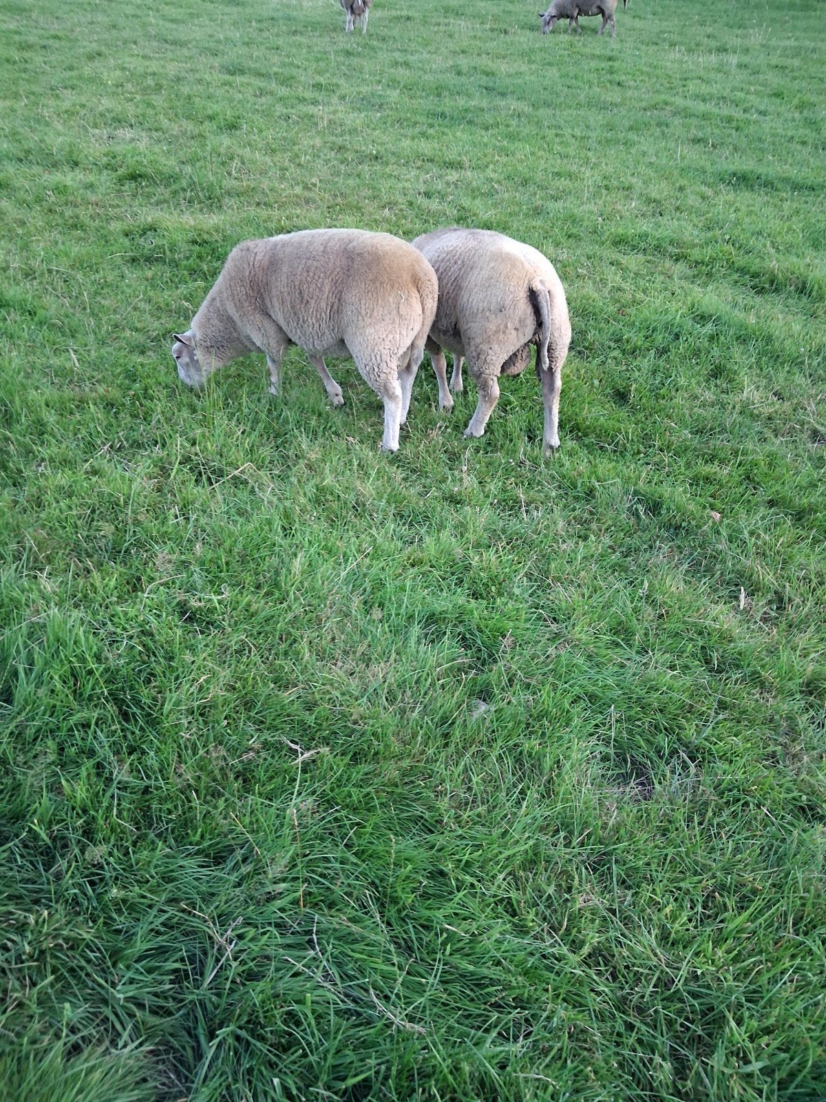 Bokke en ooien, Dieren en Toebehoren, Schapen, Geiten en Varkens