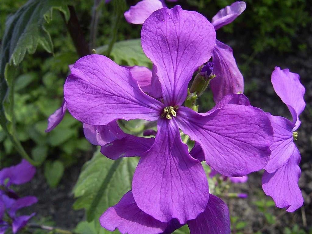 Graines de la médaille Judas, Lunaria annua, Envoi
