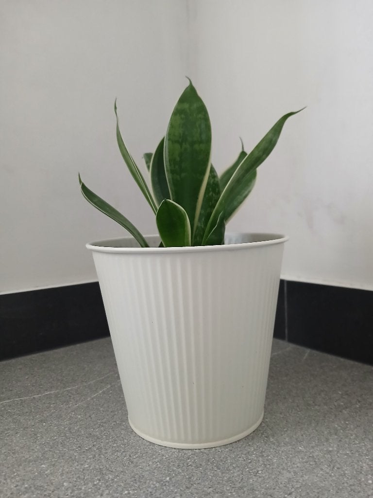 Plantes de Sanseveria en pot, Plante succulente, En pot, Moins de 100 cm, Enlèvement