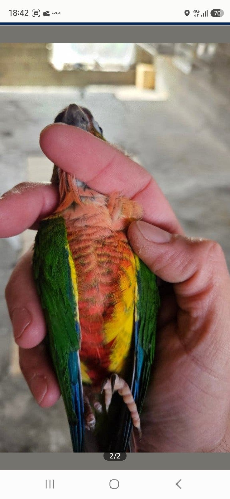 Pyrrhura molinae/lutino, Mannelijk