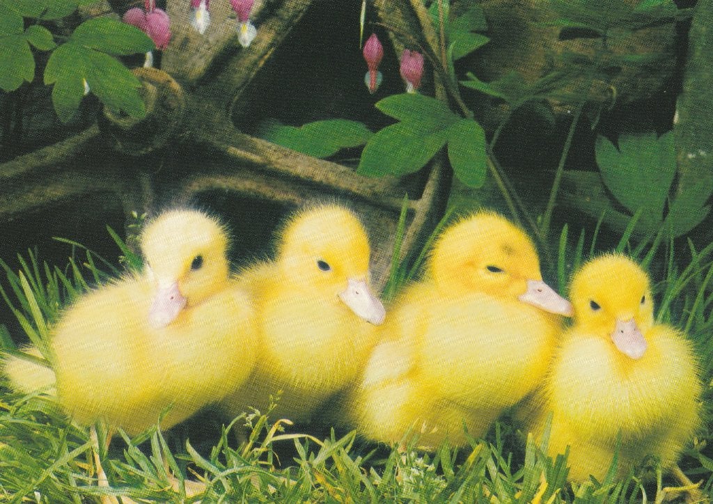 JONGE  GANSJES, Collections, Enlèvement ou Envoi, Non affranchie, Oiseaux