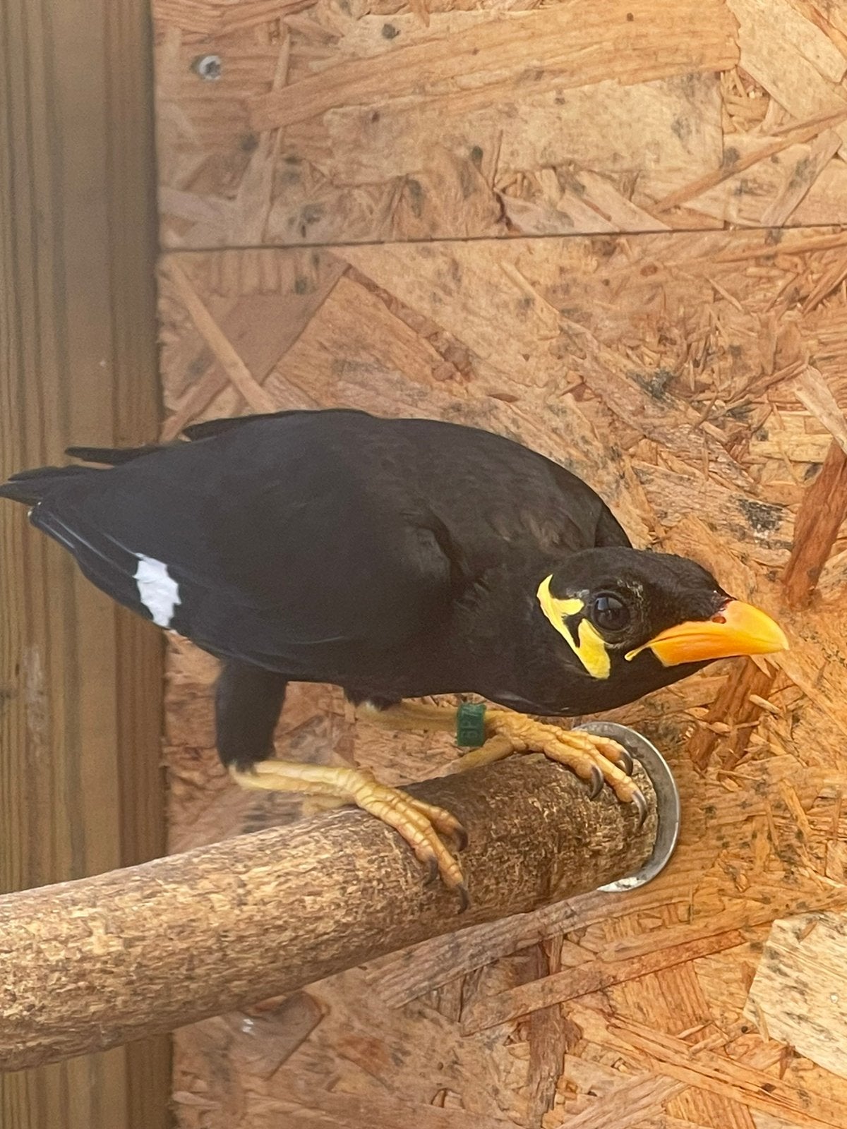Jonge beo ( man ) natuurbroed 26, Dieren en Toebehoren