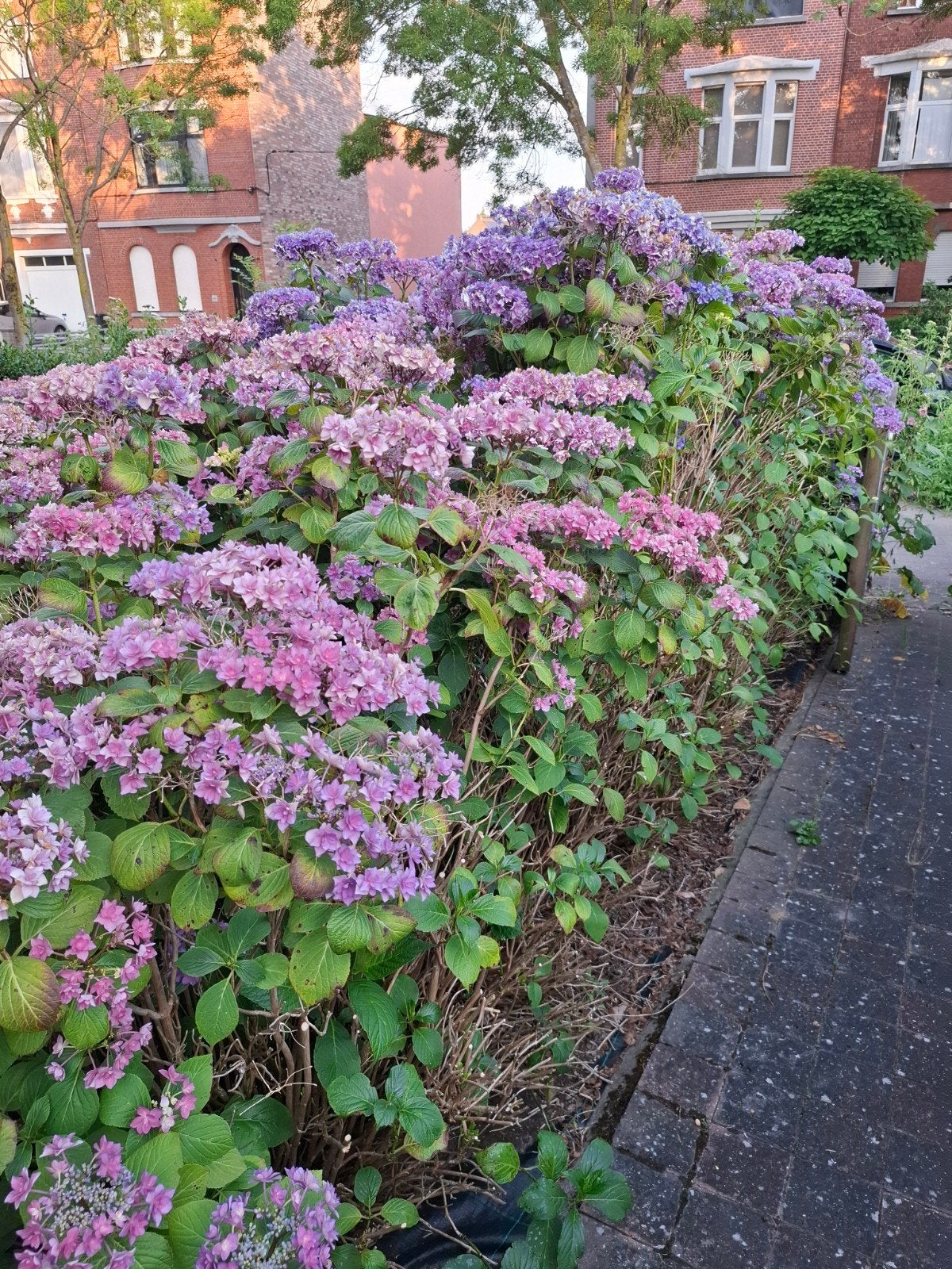 Grote hortensia struiken te koop,  bevinden zich in gent, Tuin en Terras, Ophalen, Hortensia, Minder dan 100 cm