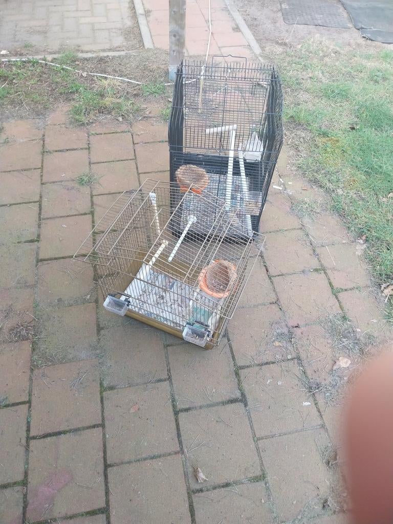 Vogel kooien, Dieren en Toebehoren, Ophalen of Verzenden