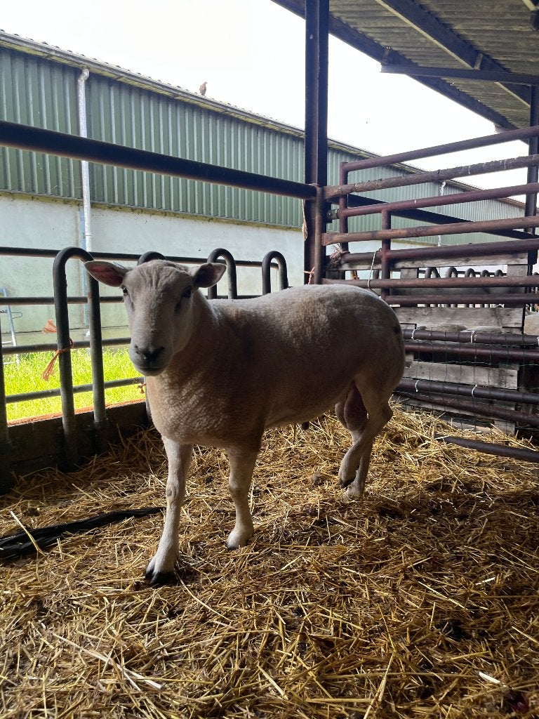 Swifter stamboek dekram te koop / ruilen, Dieren en Toebehoren, Mannelijk, Schaap, 0 tot 2 jaar