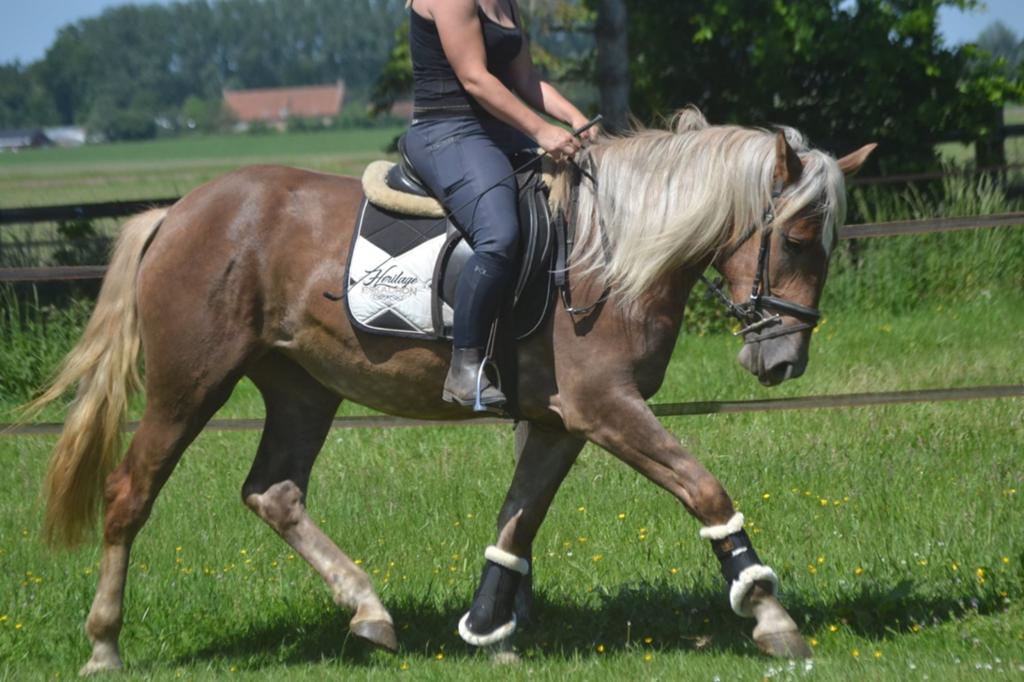 Zeer mooie lieve merrie, Jument