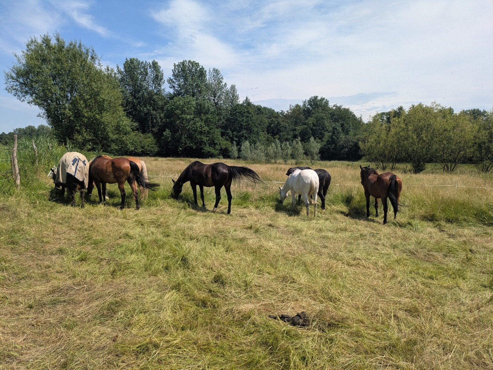Plaats op onze weide in Bierbeek, in zelfbeheer, Dieren en Toebehoren