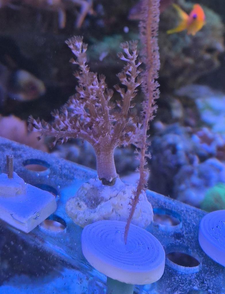 Roze keniaboom stek, Dieren en Toebehoren