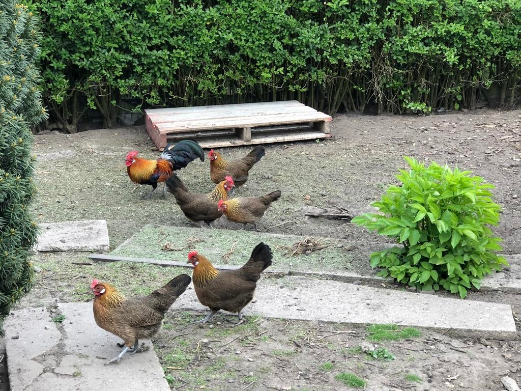 Bassette (goud)patrijskleur, Dieren en Toebehoren, Pluimvee