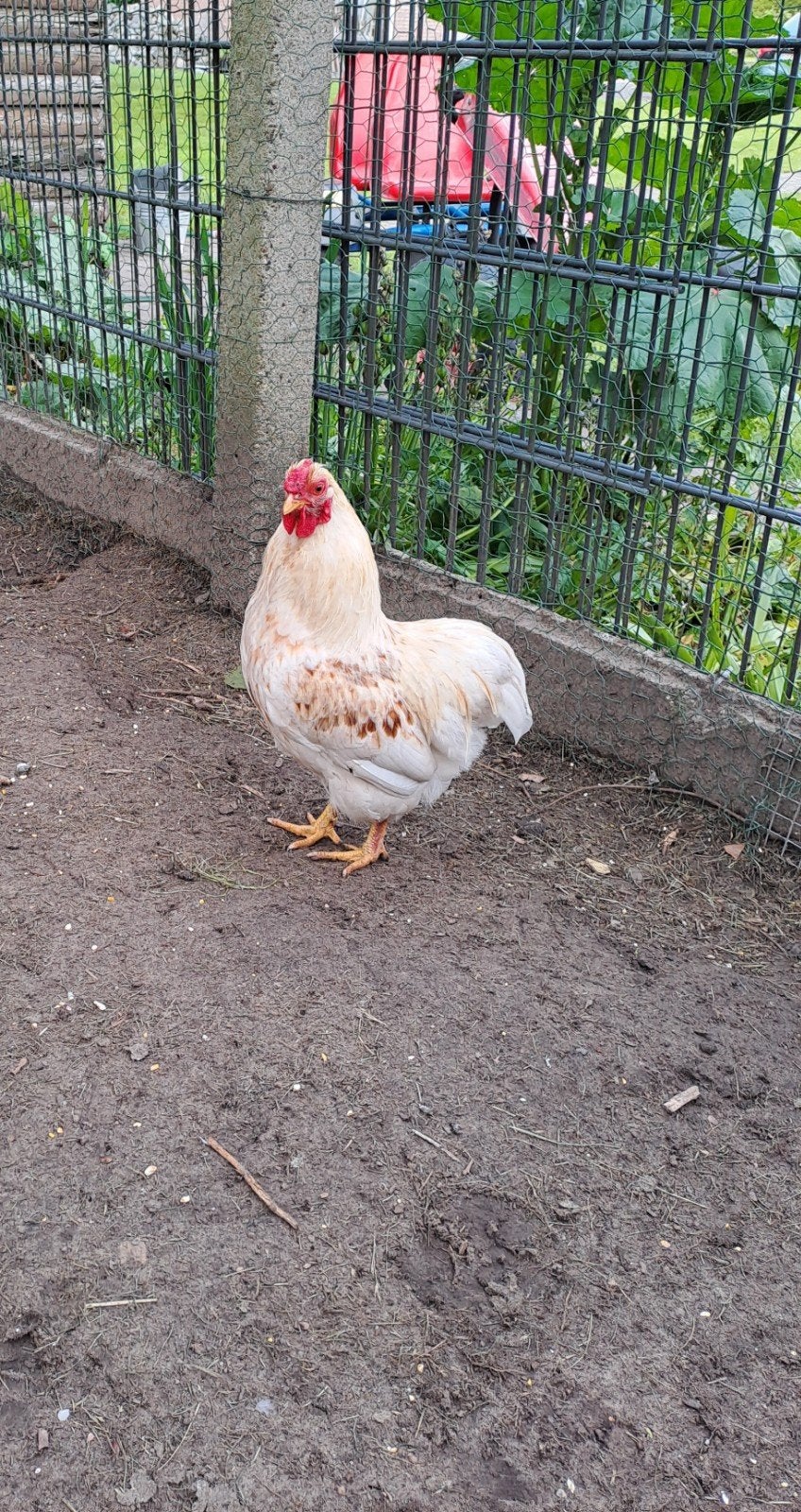 Wyandotte haan, Dieren en Toebehoren, Pluimvee, Mannelijk, Kip