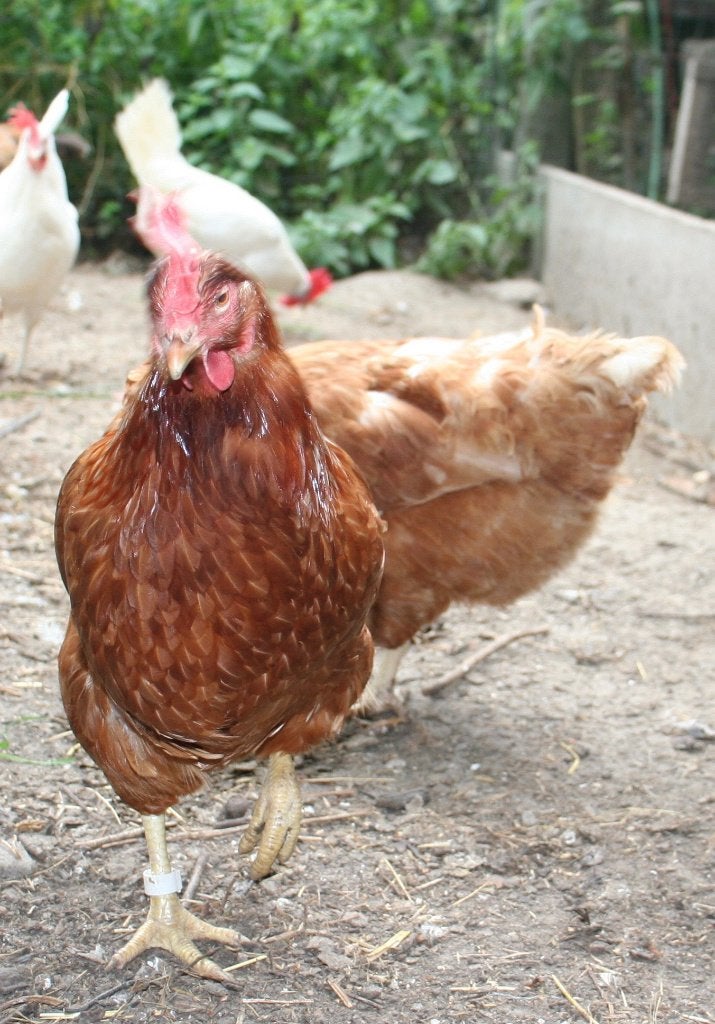 Volwassen legkippen te koop, Dieren en Toebehoren, Vrouwelijk, Kip