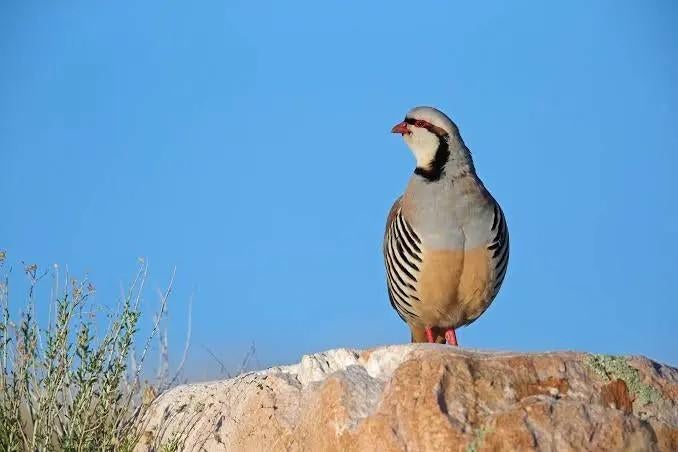 Broedeieren of kuikens gezocht, Dieren en Toebehoren