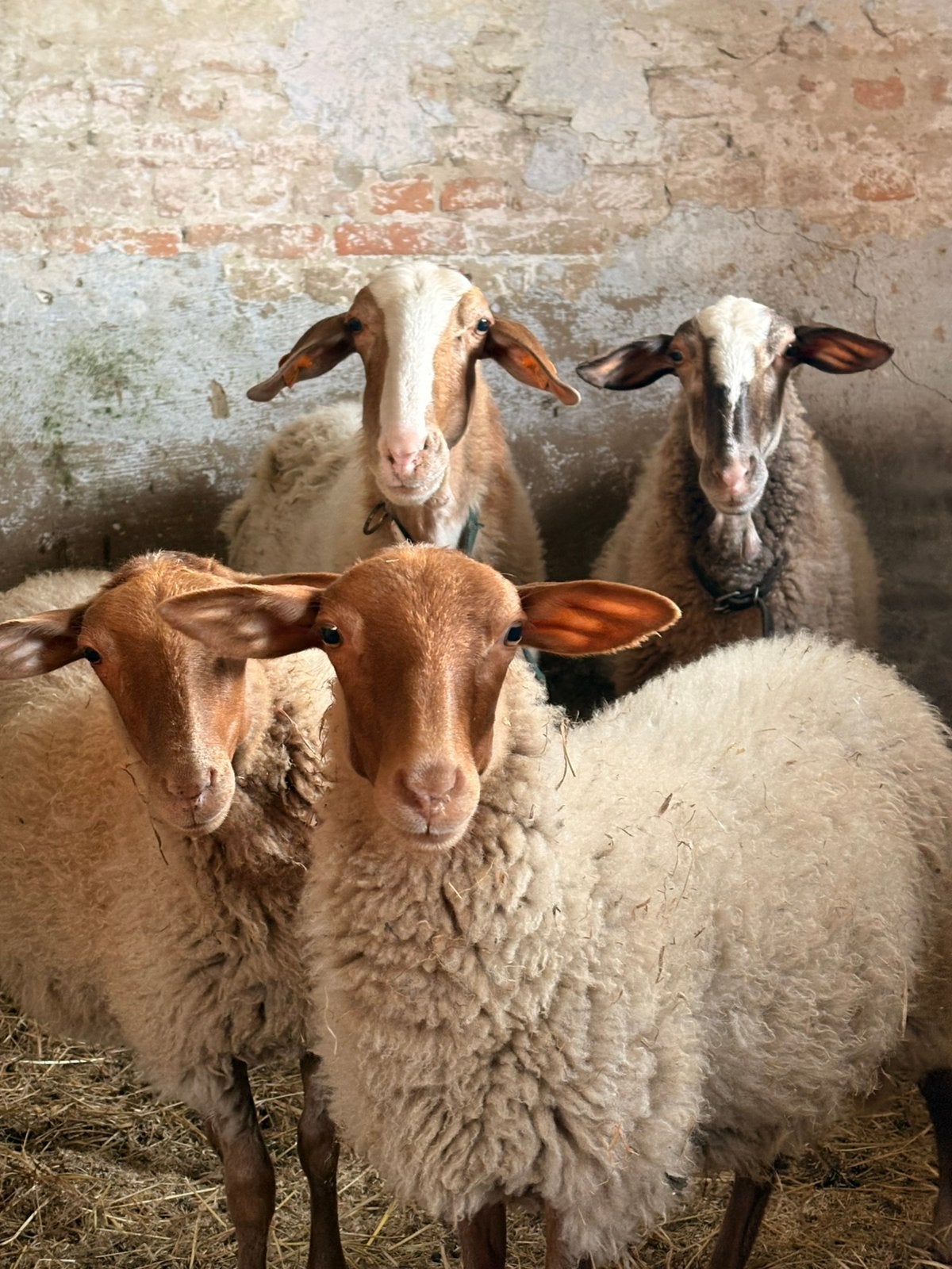 Prachtige uitzonderlijke schapen te koop., Dieren en Toebehoren, Schaap